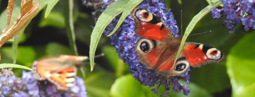 Stilum und Papilio am Tag des Schmetterlings