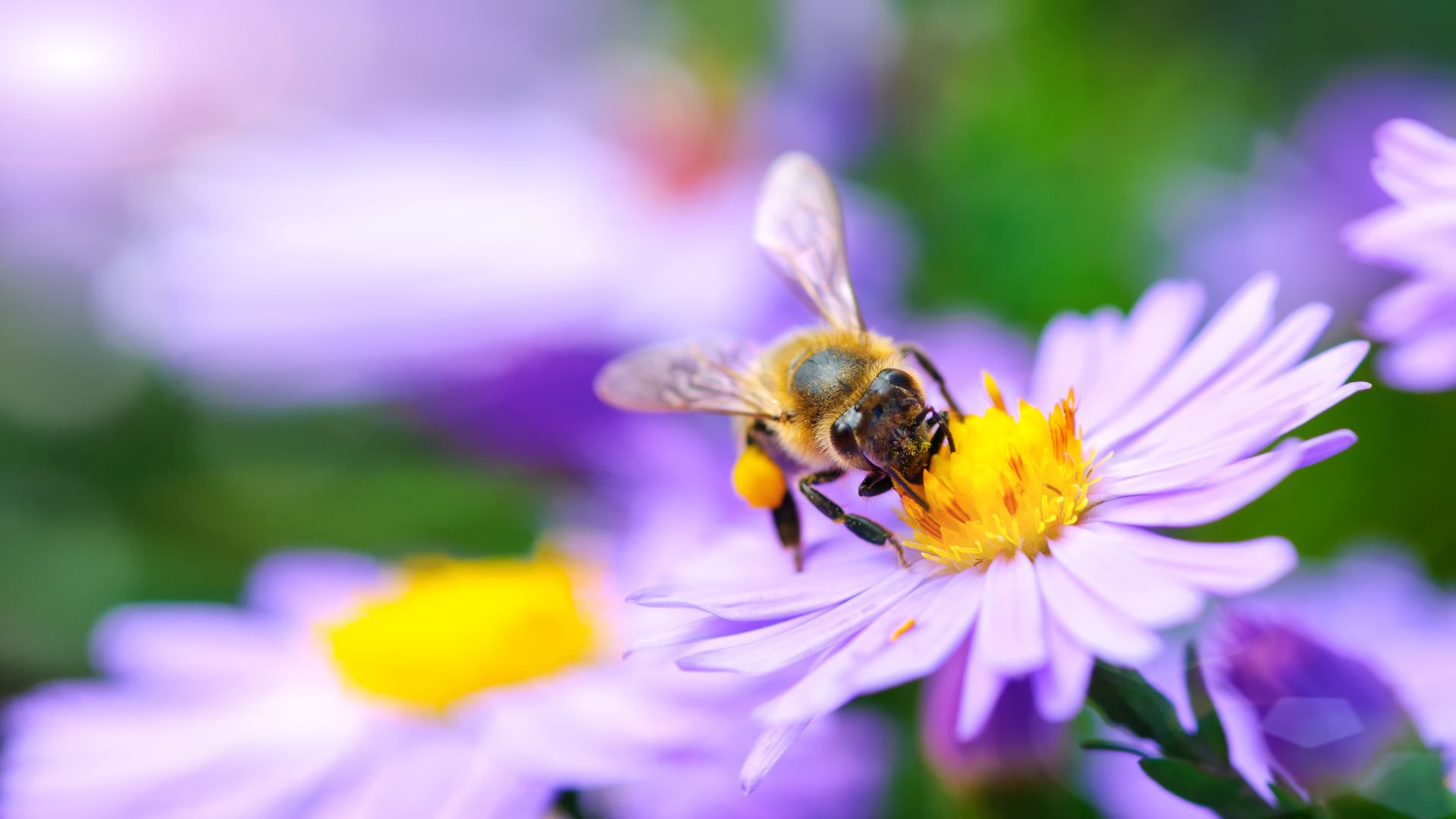 Biene auf Blüte